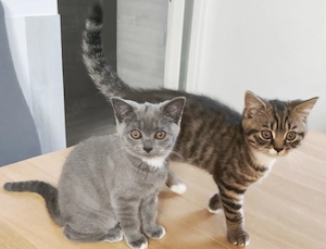 Bkh Blh Kitten Glückskitten 