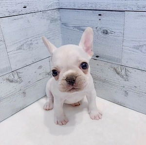 Französische-Bulldogge-Welpe