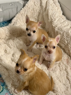 Chihuahua Welpen mit Ahnentafel