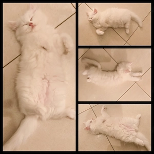 Perserkitten, Kätzchen, Kitten mit Nase 