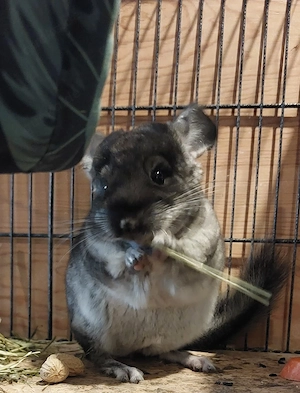 Zwei junge Chinchillas 