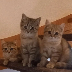 Bkh Kitten