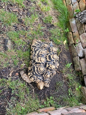 panterschildkröten