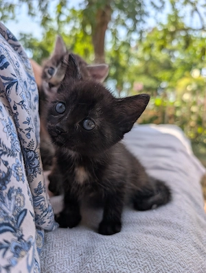Kleine Kätzchen, Tigerchen, Katerchen 