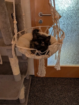 kitten suchen ein für immer zuhause 