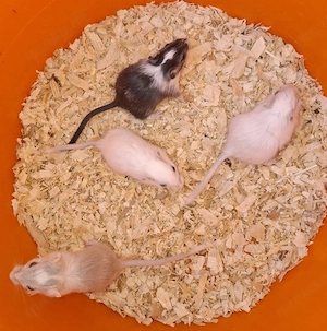 Wüstenrennmäuse 