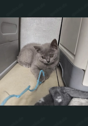 Abholbar Bkh kitten