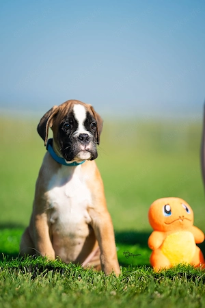 Deutsche Boxerwelpen
