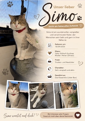 katze zum verkaufen Bild 2