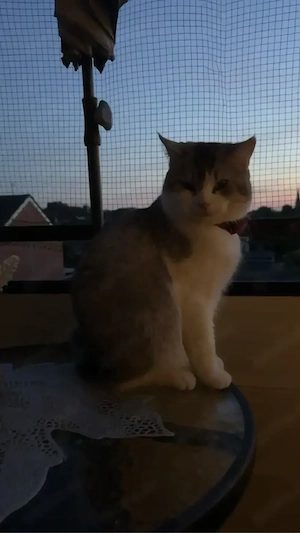 katze zum verkaufen
