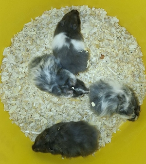 Teddyhamster 