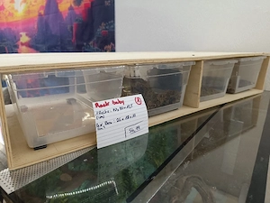 neue reptilien racks