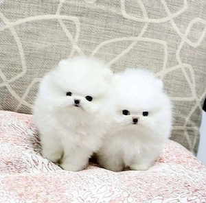    Zuckersüße Teacup-Pomeranian-Welpen suchen ein liebevolles Zuhause!    