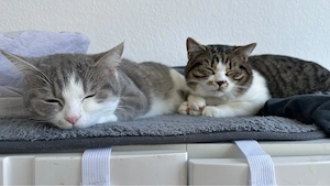    Zwei liebe Kater suchen gemeinsam ein neues Zuhause    