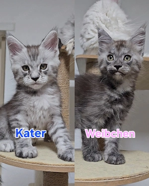 Wunderschöne xxl Maine Coon Kitten sucher liebevolle Familien