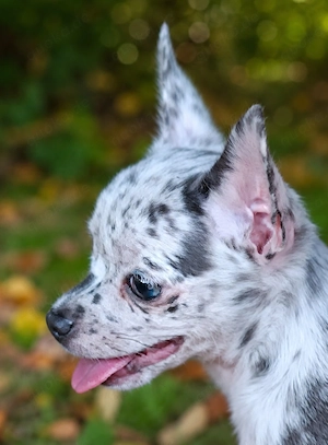 Chihuahua Welpe Hündin in Merle in Kurzhaar