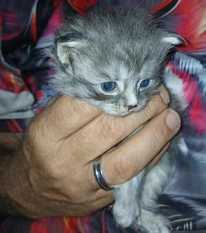 2 zwei wunderschöne kitten buben 