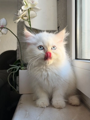 Reinrassiger Perserkater mit blauen Augen sucht ein liebevolles Zuhause 