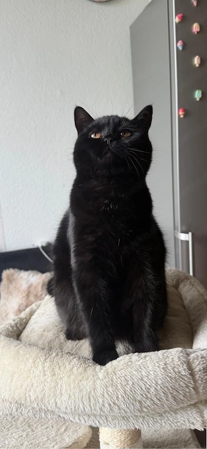 Hauskatze (Domestic Shorthair)