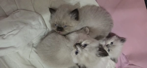 6 süße Kitten suchen ein liebevolles Zuhause   