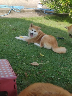 Akita Inu Hündin Rina   FCI, sehr lieb und verschmust