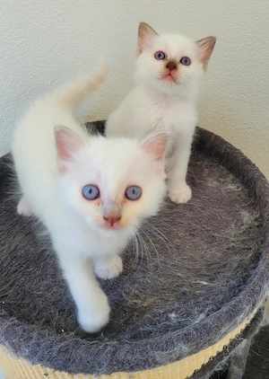 Wunderschöne Heilige-Birma Kitten
