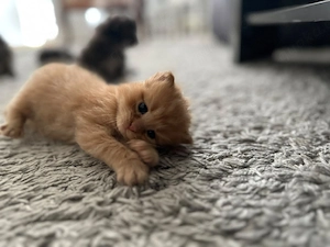 Zuckersüße Kitten