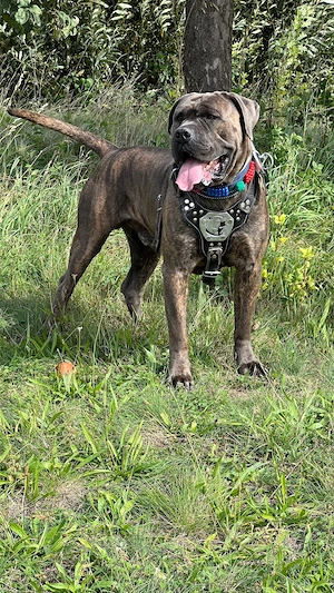 Cane Corso Rüde 4 Jahre alt 