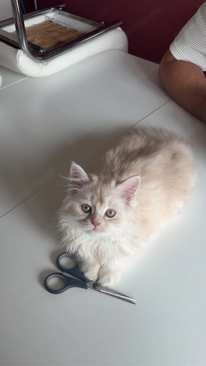 BLH baby kitten sucht ein neues zuhause 