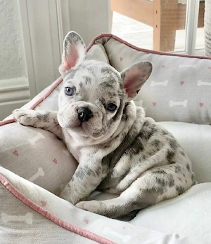 Entzückende Französische-Bulldogge-Welpen suchen ein liebevolles Zuhause für immer!