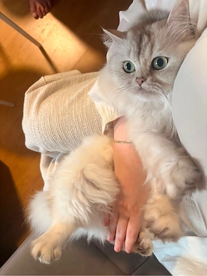 BLH katze Weiblich sucht ein neues zuhause 