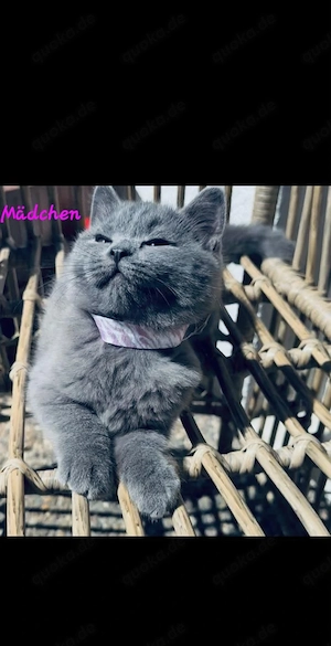Abgabe bereit Kitten  BKH Katzenbabys blue babykazen 