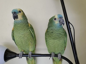 2 Papagei Amazonen