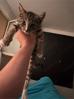 Kitten 13 Wochen Alt