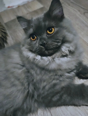 Prächtiger BLH Kater in Blau ab sofort!