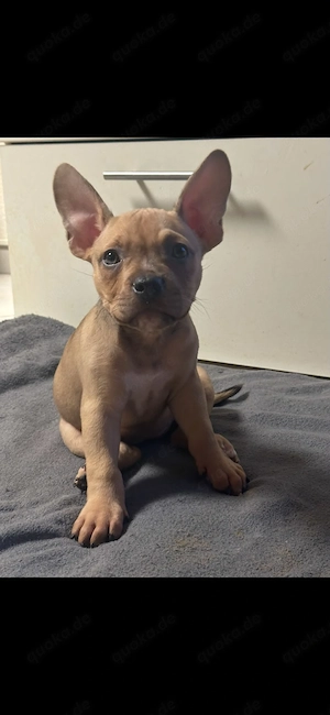 American Pocket Bully Hündin Welpe 