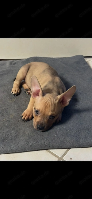 American Pocket Bully Hündin Welpe 