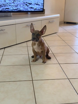 American Pocket Bully Rüde Welpe 