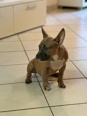 American Pocket Bully Rüde Welpe 