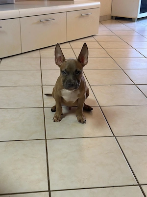 American Pocket Bully Rüde Welpe 