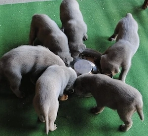 Silber Labrador Welpen 