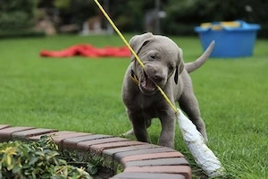 Silber Labrador Welpen 