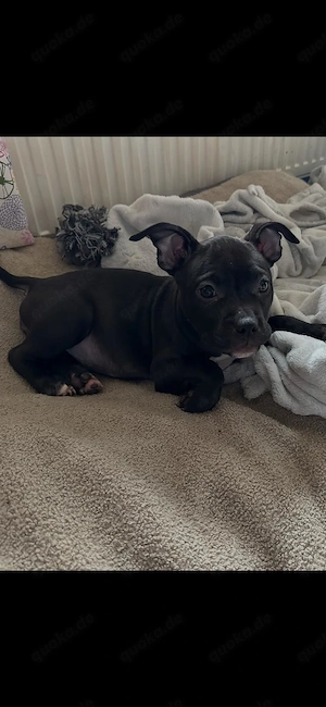 American Pocket Bully Hündin Welpe 