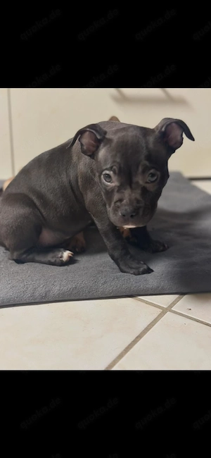 American Pocket Bully Hündin Welpe 