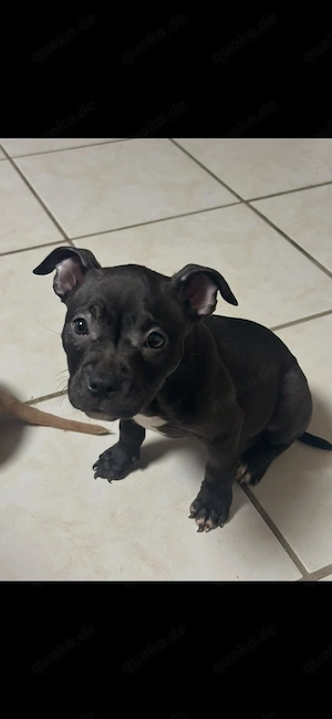 American Pocket Bully Hündin Welpe 
