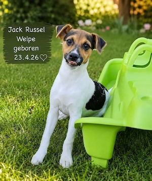  Jack Russell Welpe sucht liebevolles  Zuhause   