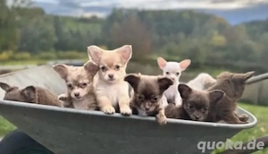 Chihuahua Welpen in KH und LH mit Ahnentafel