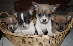Chihuahua Welpen in KH und LH mit Ahnentafel