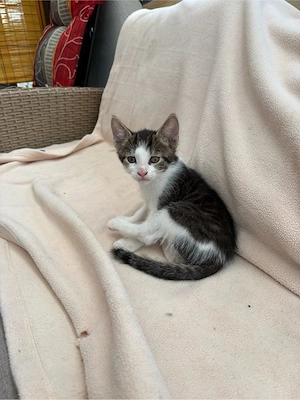 Kleiner Kater abzugeben