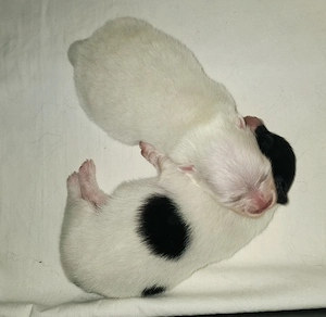 Zuckersüsse Zwergspitz Pomeranian Babys - Keine Minis